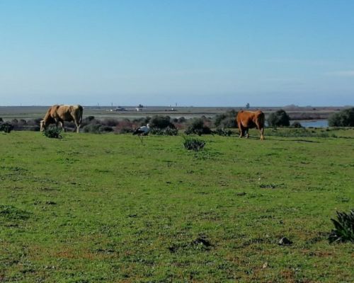 dehesa de abajo la puebla del rio